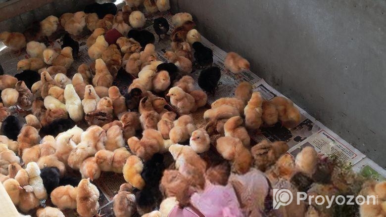 এক দিন বয়সের হাস ও মুরগির বাচ্চা বিক্রি করা হবে