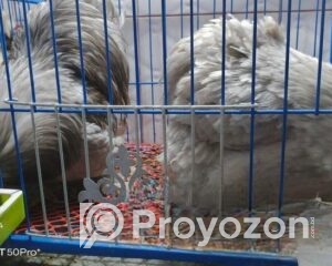 fitted-8_2026-01-10_11-33-39