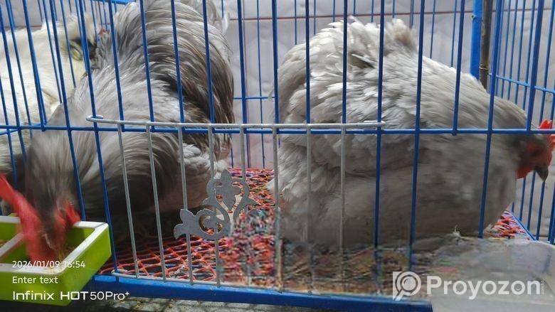 সিলভার কোচিং