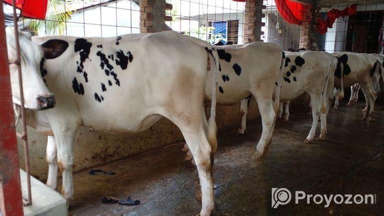 ৮০৫ নং বাছাই কৃত ৬ টি বকনা বাছুর বিক্রি