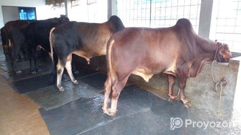 ৩টি এড়ে ষাঁড় বিক্রয় হবে ।(৭৭৪নং )