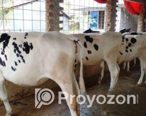 fitted-94_2026-01-10_11-18-31