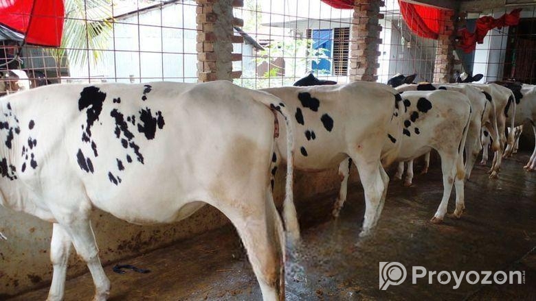 ৮০৫ নং বাছাই কৃত ৬ টি বকনা বাছুর বিক্রি