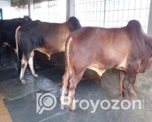 fitted-95_2026-01-03_10-51-01