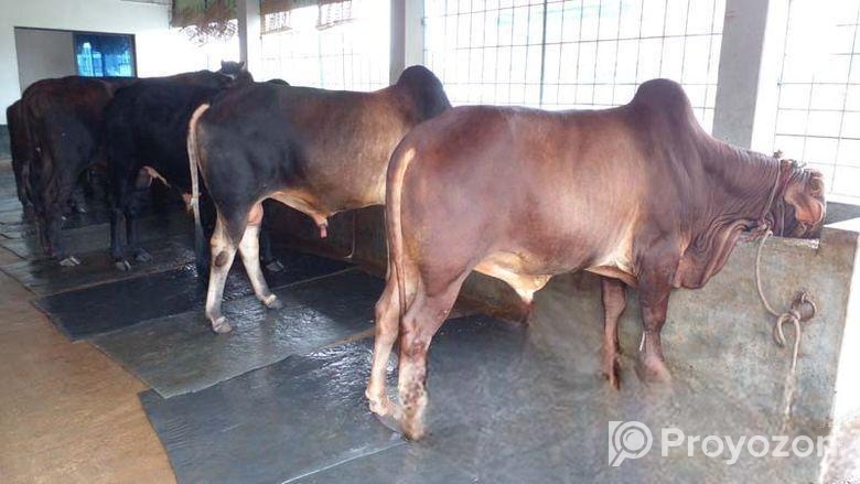 ৩টি এড়ে ষাঁড় বিক্রয় হবে ।(৭৭৪নং )