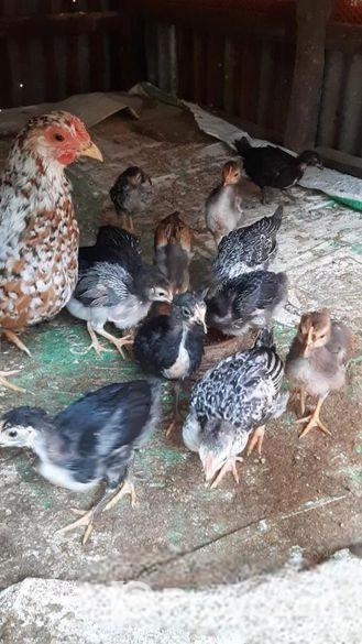 বাচ্চাসহ দেশি মুরগি