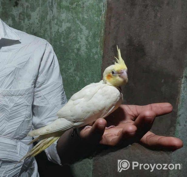 ককাটেল পাখির বাচ্চা