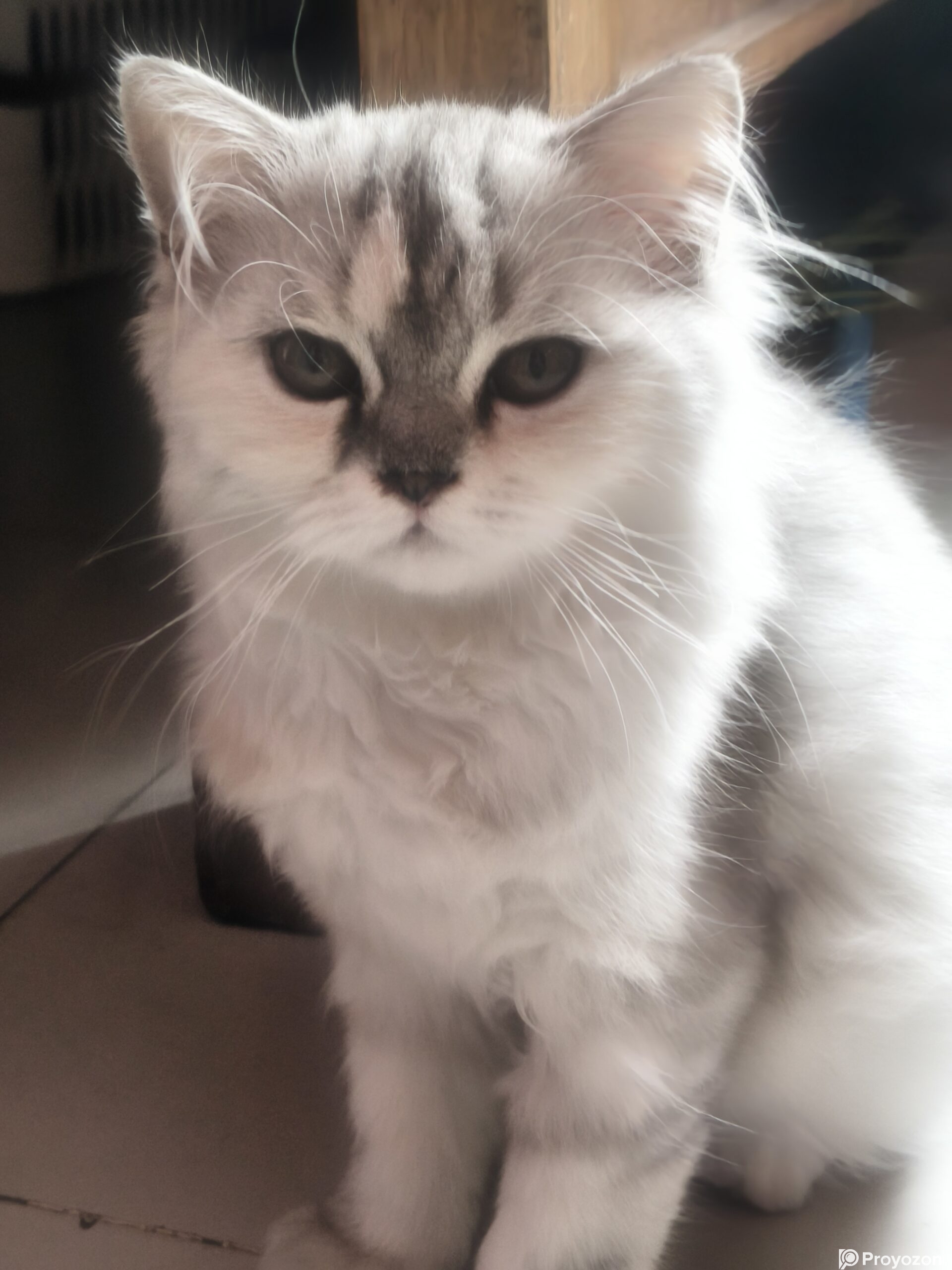 Traditional parsian Female cat.