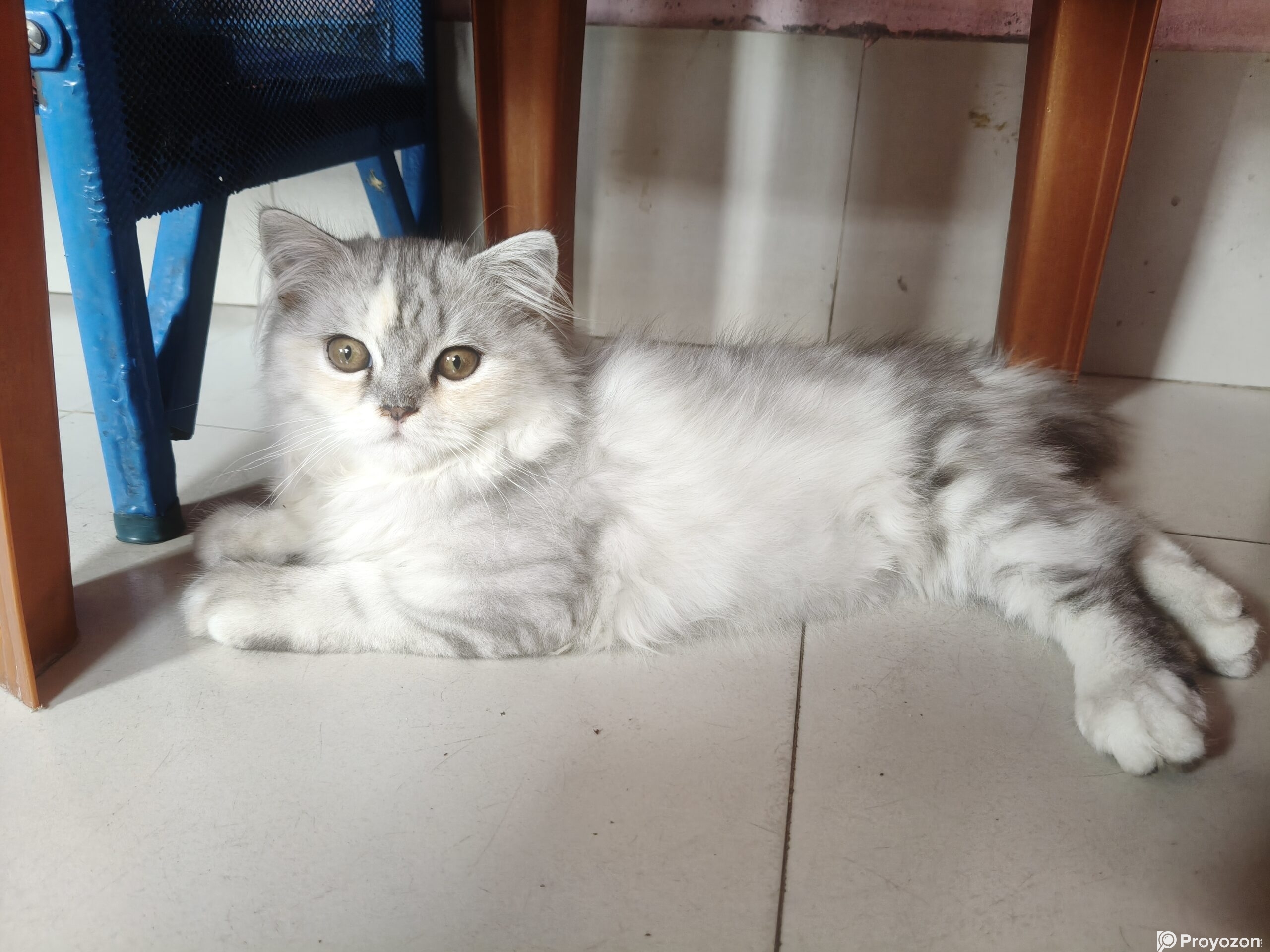 Traditional parsian Female cat.