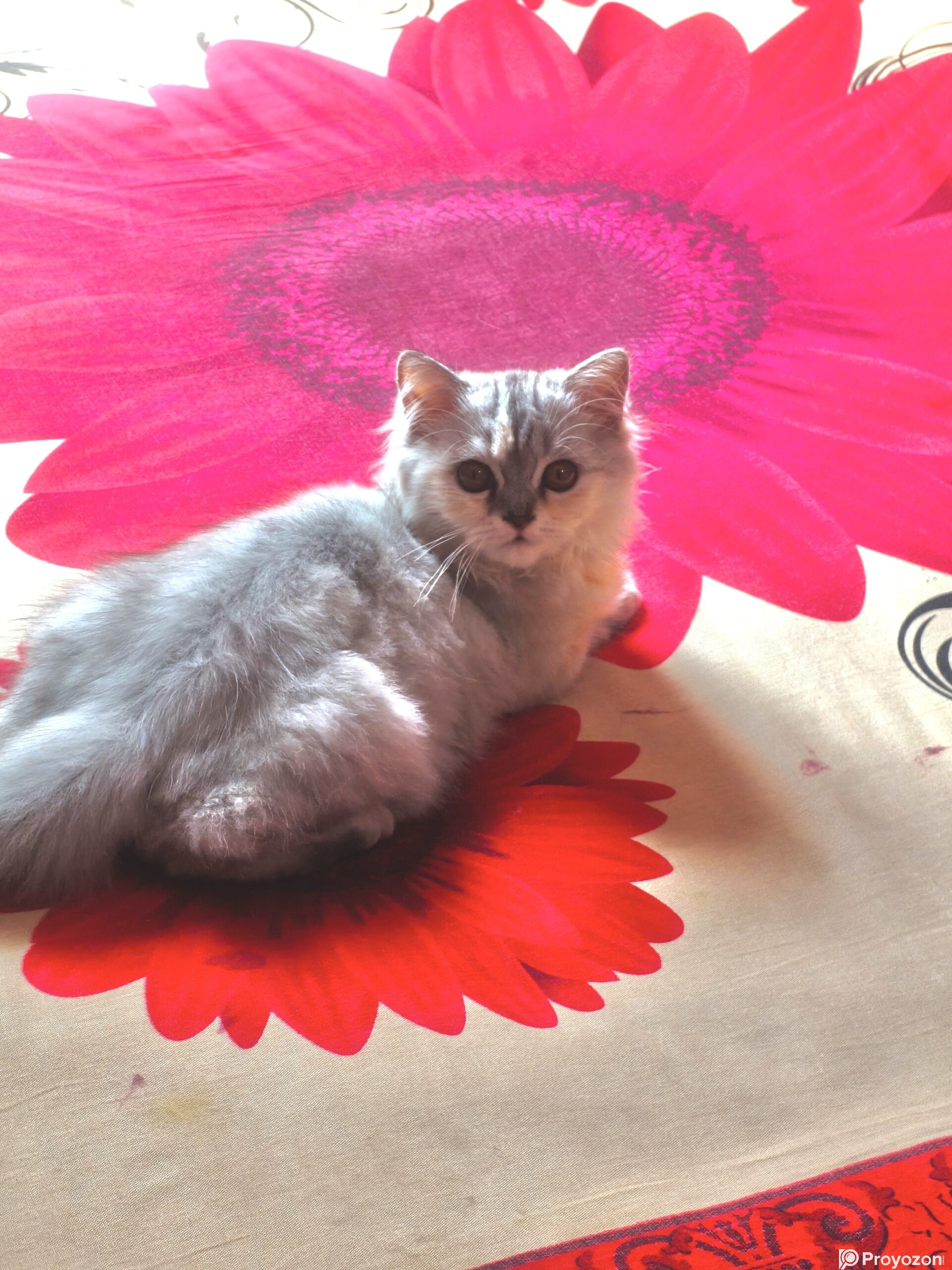 Traditional parsian Female cat.