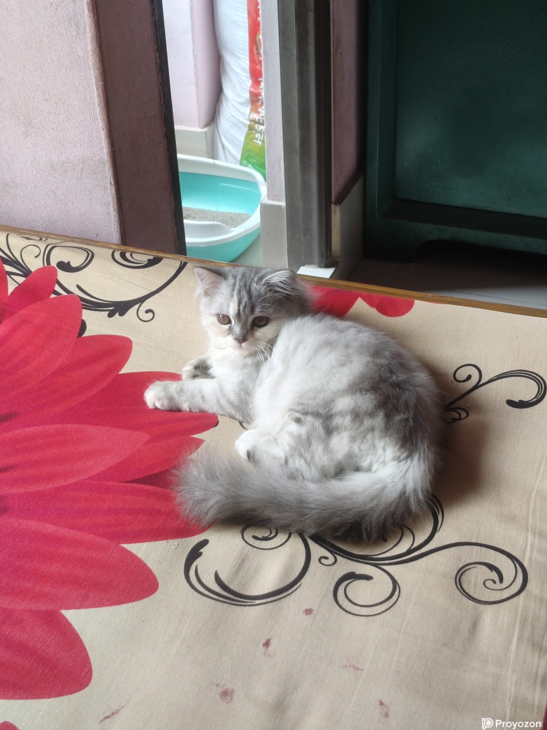 Traditional parsian Female cat.