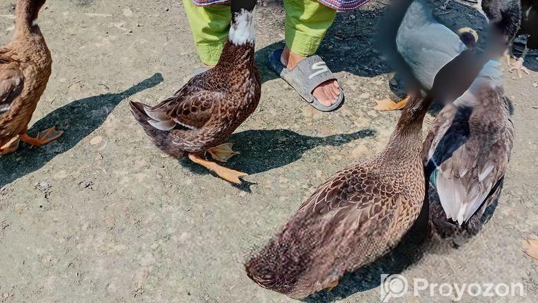 6 পিস হাস বিক্রি হবে