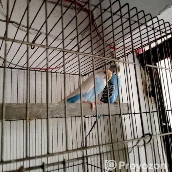 এক জোরা বাজুরিকা পাখি