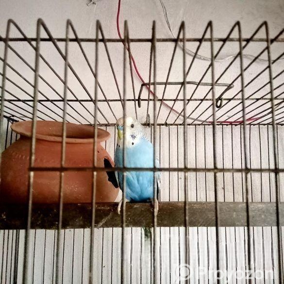 এক জোরা বাজুরিকা পাখি