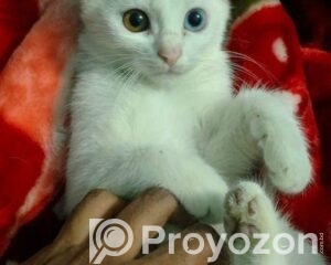 fitted-13_2026-04-23_11-34-12