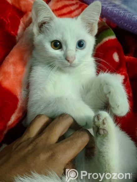 Mixed Breed Cat Odd Eye