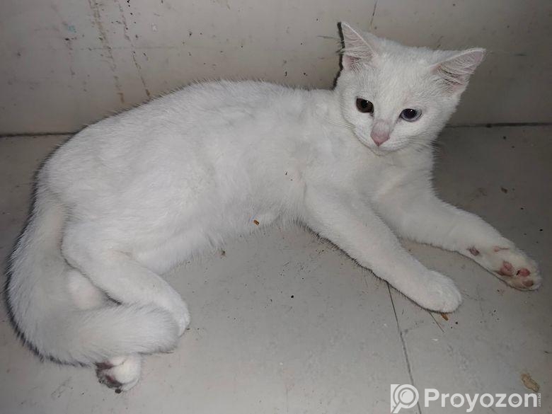 Mixed Breed Cat Odd Eye