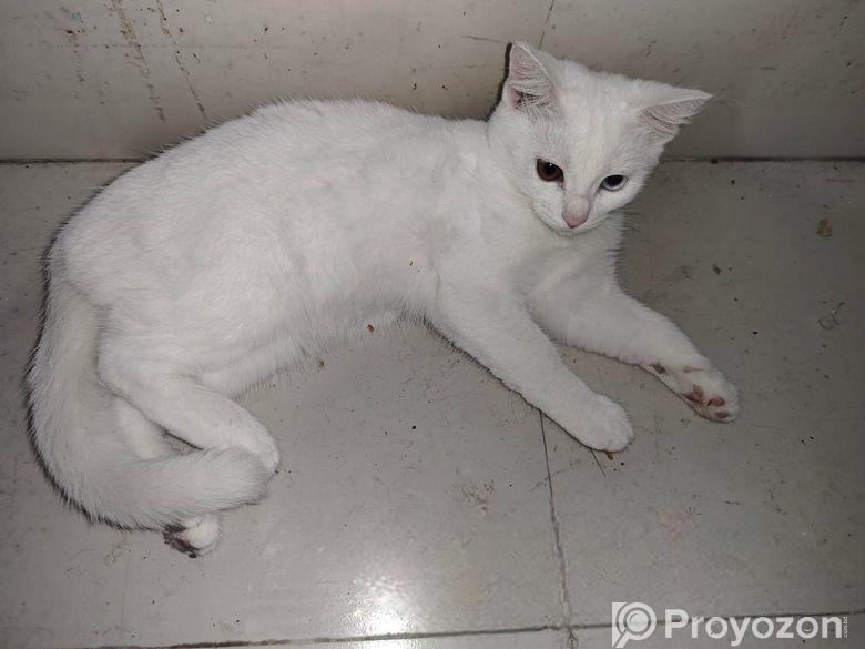 Mixed Breed Cat Odd Eye