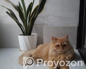 fitted-17_2026-04-23_11-47-35