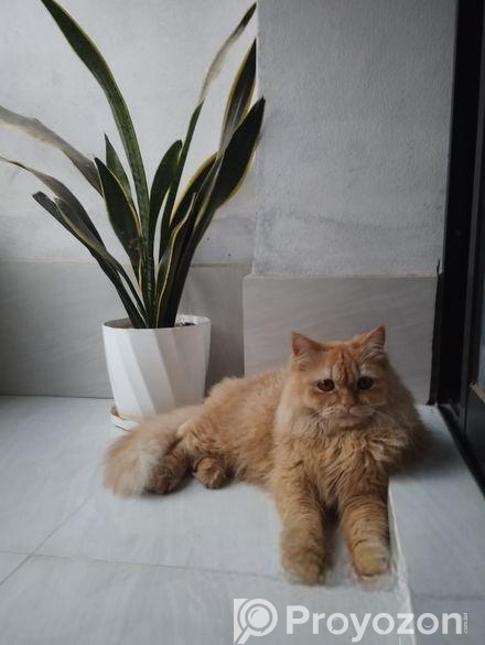 Pure Persian Adult Male