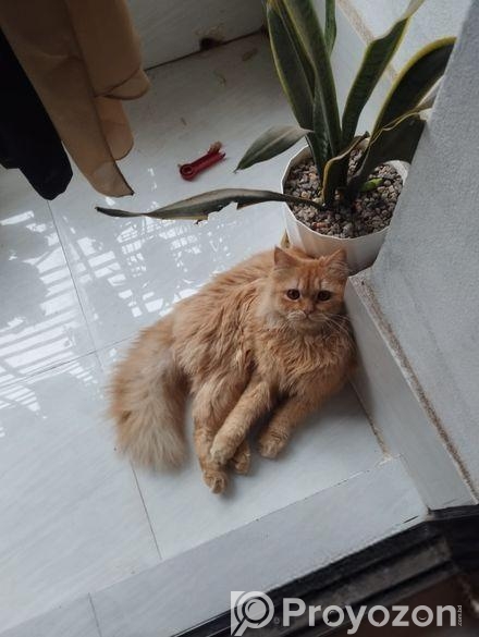 Pure Persian Adult Male