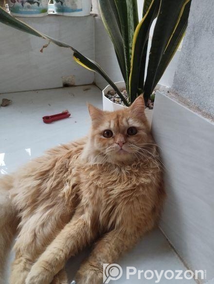 Pure Persian Adult Male