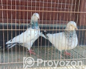 fitted-1_2026-01-26_10-43-05-2