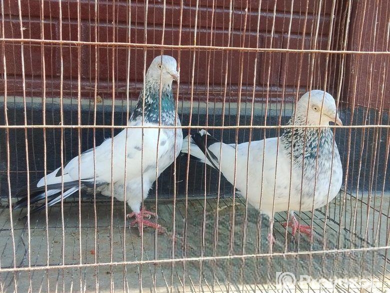 কবুতর বিক্রি করবো