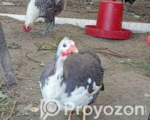 fitted-1_2026-04-15_12-04-15