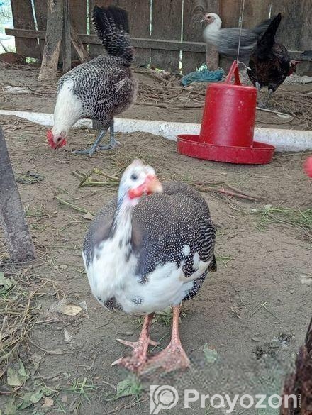 তিত মুরগী বিক্রি হবে