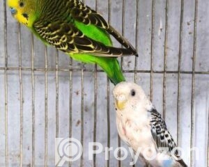 fitted-1_2026-04-27_09-57-22