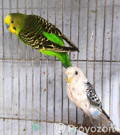 বাজরিগার পাখি