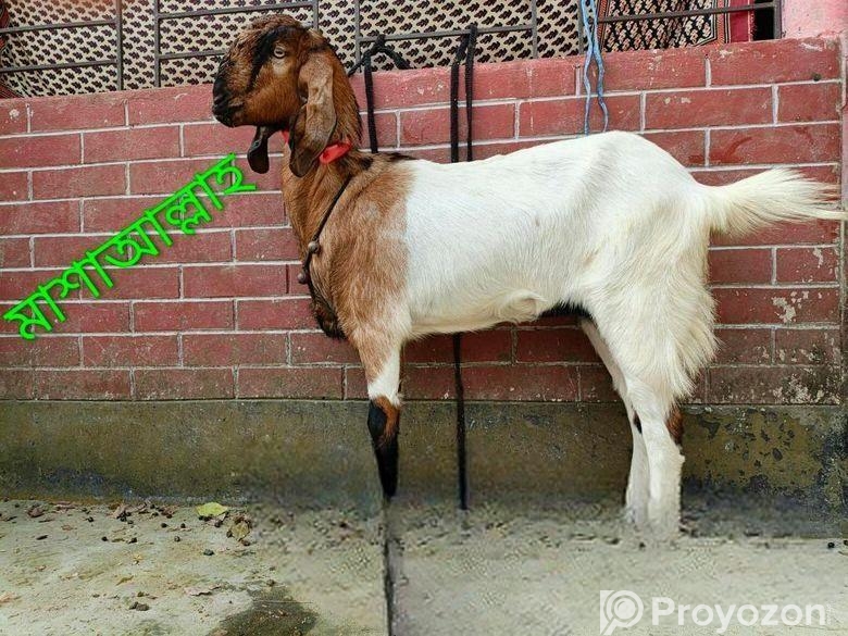 তোতা নতুন পাঠি