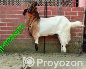 fitted-2026-04-23T124229.488_2026-04-23_12-43-51