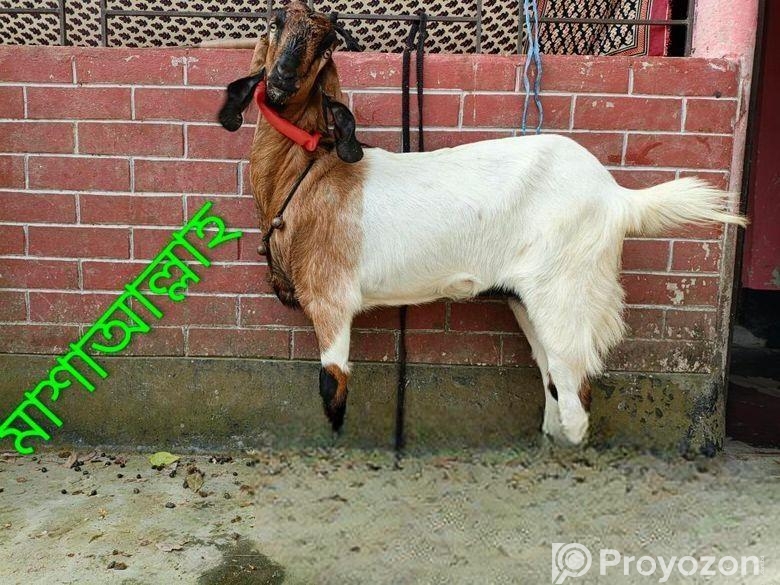 তোতা নতুন পাঠি