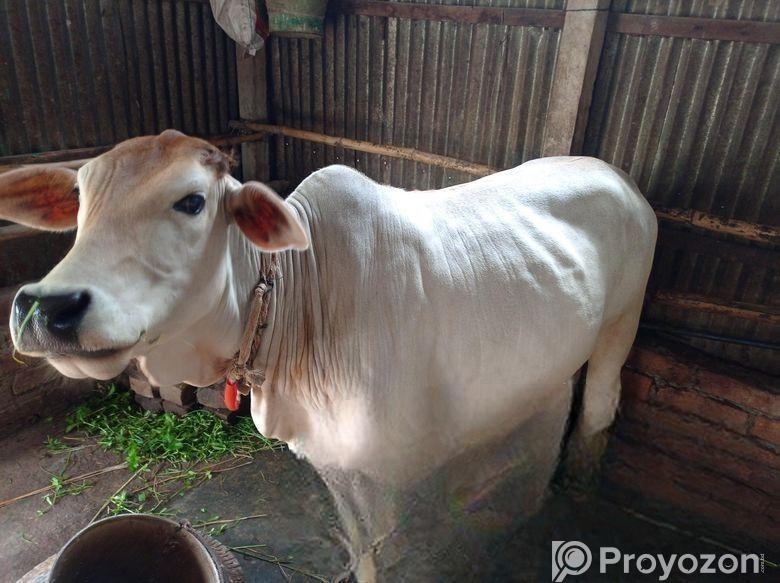 শাহীওয়াল বকনা