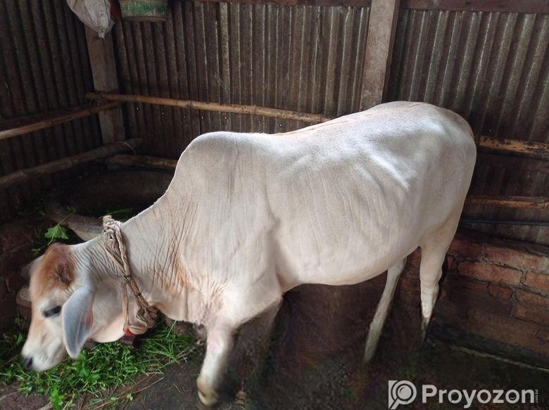 শাহীওয়াল বকনা