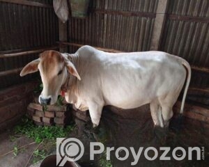 fitted-2026-04-23T124700.616_2026-04-23_12-48-21