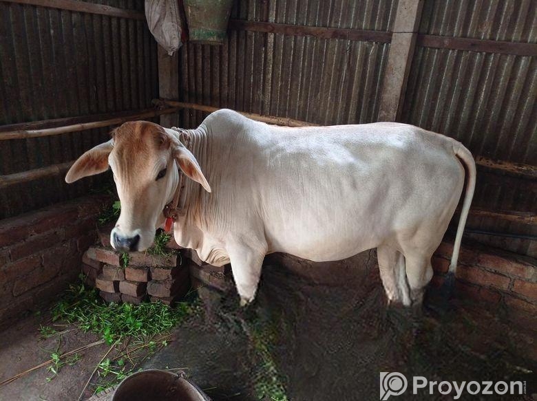 শাহীওয়াল বকনা