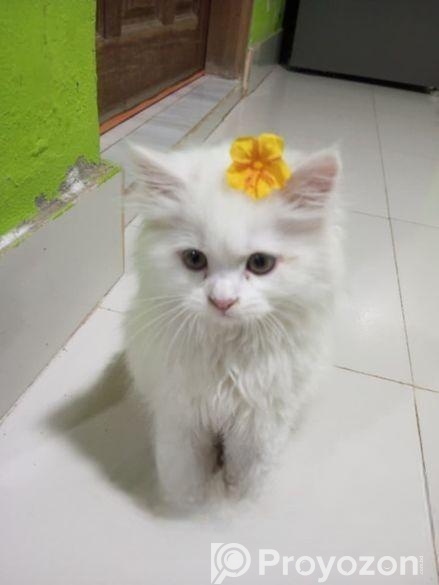 Persian Cat