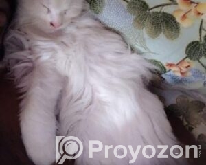 fitted-2026-04-27T134503.873_2026-04-27_13-47-28