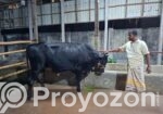 কালো গরু