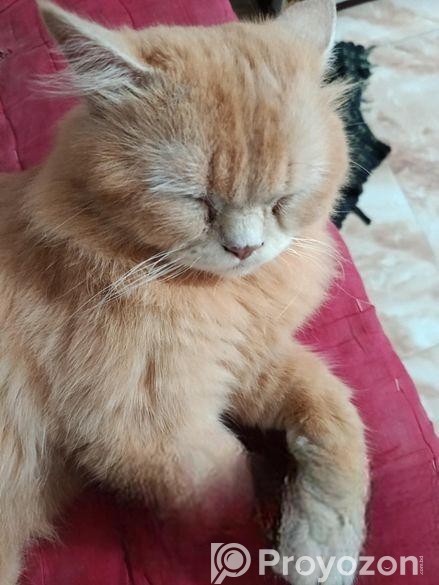 Parisian Cat