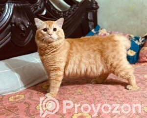 fitted-20_2026-04-16_11-17-36