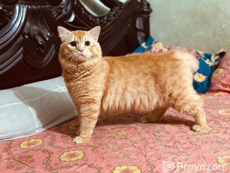 Traditional Persian Male Cat