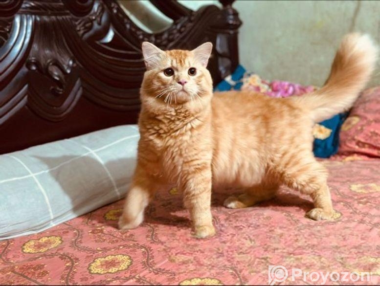 Traditional Persian Male Cat