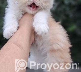 fitted-21_2026-04-20_12-44-35