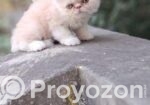 Persian cat