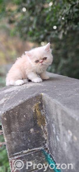 Persian cat