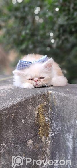 Persian cat